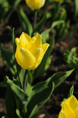 Botanik bahçesindeki sarı laleye yakın plan.