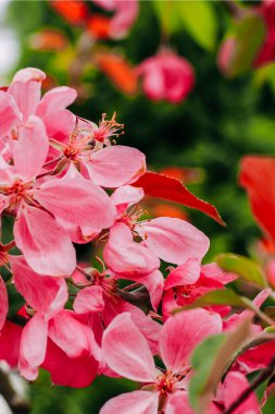Çiçekli pembe elma ağacı yakın plan, çiçek arkaplan