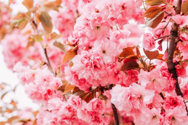 Çiçek açan pembe sakura yakın plan, çiçek arkaplan