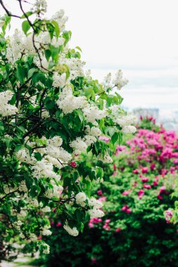 Leylak, botanik bahçesinde açan beyaz bir çalılıktır.