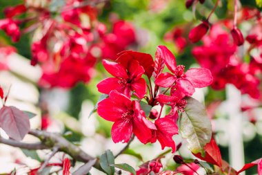 Çiçekli pembe elma ağacı yakın plan, çiçek arkaplan