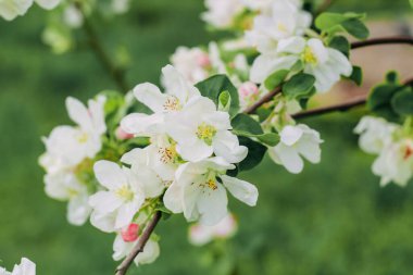 Çiçek açan beyaz elma ağacı yakın plan, çiçek arkaplan