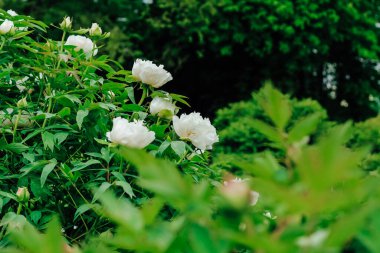 Botanik bahçesinde beyaz şakayık çiçeği.