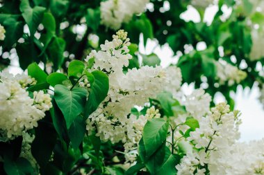 Leylak, botanik bahçesinde açan beyaz bir çalılıktır.