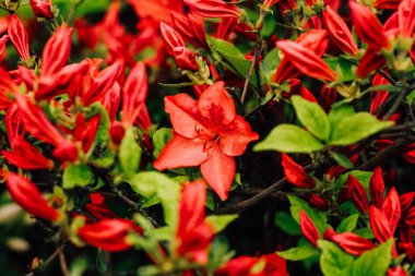 Kırmızı çalı çalı otlağı yakın.