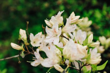 Çalılık beyaz rhododendron yakın