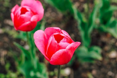 Çiçek açan pembe laleler yakın plan, çiçek arkaplan