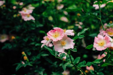 Bahçede pembe güllük gülistanlık çiçekler.