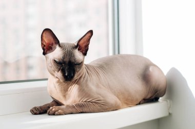 Kanadalı Sphynx cinsinin tüysüz kedisi güneşin penceresinde oturur.
