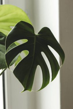 Bir tropikal canavar bitkisinin yaprağının yakın çekimi.