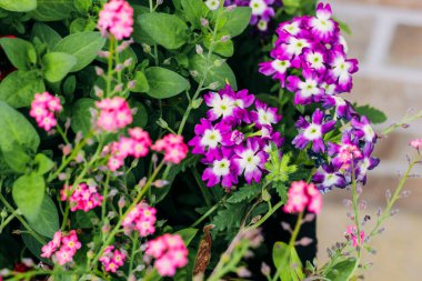 Bahçede Primula ile birlikte tencerede pembe Myosotis var.