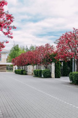 Elit bir banliyö köyünde kiraz çiçekleri.