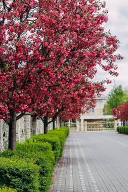 Elit bir banliyö köyünde kiraz çiçekleri.