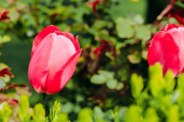 Çiçek açan pembe laleler yakın plan, çiçek arkaplan