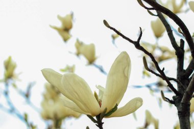 Botanik bahçesinde yakın plan sarı manolya çiçeği