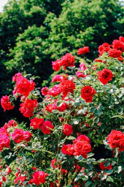 Botanik bahçesinde kırmızı gül çalısı, gül arkaplan