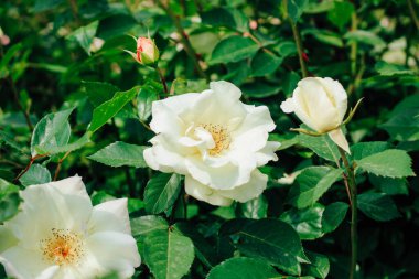 Beyaz şakayık, gül çalılığına tırmanıyor botanik bahçesinde, gül arka planda