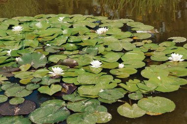 Nilüfer çiçeği. Gölde nemfoman otu.