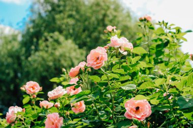 Azgın kenarlı krema gülü botanik bahçesinde yakın plan gül çalılığına tırmanıyor, gül arka plan