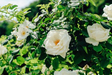 Beyaz şakayık, gül çalılığına tırmanıyor botanik bahçesinde, gül arka planda