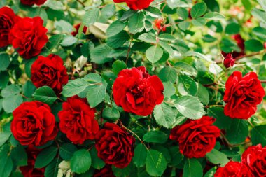 Kırmızı şakayık, gül çalılığına tırmanıyor botanik bahçesine yakın plan, gül arka plan