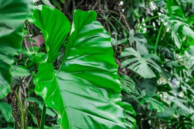 Alocasia Portadora ormandaki tropik yapraklar.