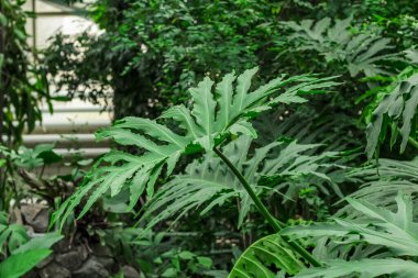 Philodendron Bipinnatifidum ormandaki tropik yapraklar