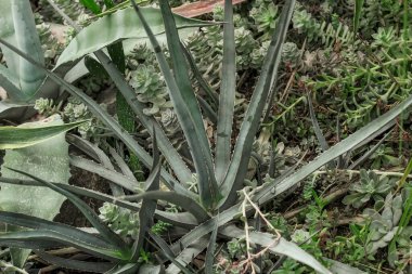 Aloe affinis plant in the desert close-up clipart