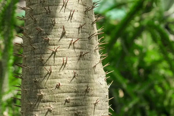 Çölde Pachypodium lamerei Drake fabrikası
