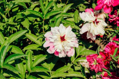 Bahçede pembe şakayıklar. Yakın plan.