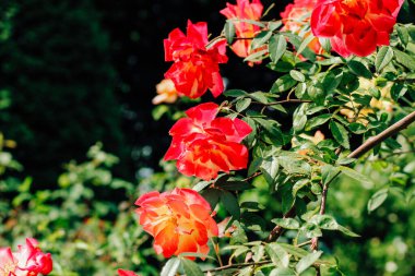 Sarı ve kırmızı gül yaprakları botanik bahçesinde yakın plan, gül arkaplan
