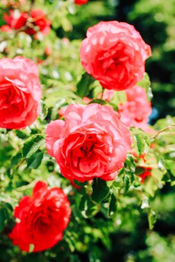 Pembe şakayıklı gül çalısı botanik bahçesine yakın plan, gül arkaplan
