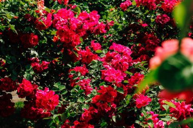 Pembe şakayıklı gül çalısı botanik bahçesine yakın plan, gül arkaplan