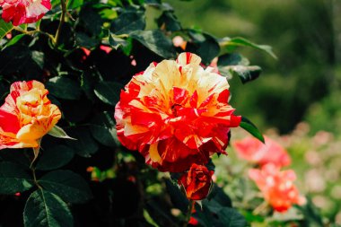 Gül portakalı ve kırmızı yapraklı çalılar botanik bahçesinde yakın plan, gül arkaplan