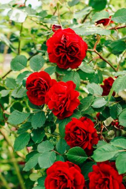 Kırmızı şakayık, gül çalılığına tırmanıyor botanik bahçesine yakın plan, gül arka plan