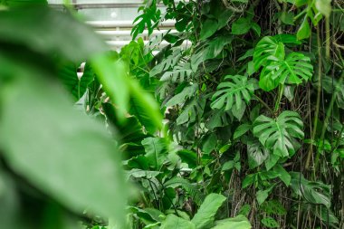 Tropikal bir ormandaki tropik bir canavar bitkisinin yaprağının yakın çekimi.