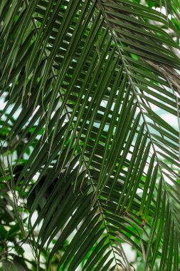 Phoenix Roebelenii Ormanda tropik yeşil yapraklar