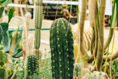 Kaktüs Ferocactus Pilosus çölde dikenlerle çevrili.