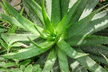 Aloe afini bitkisi çölde yakın planda.