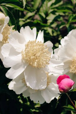 Bahçede sarı merkezli beyaz şakayıklar.