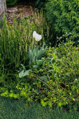 Bahçedeki beyaz güzel lale çiçeği