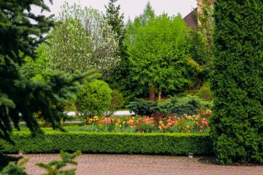 Çiçek açan turuncu laleler yakın plan, çiçek tarlası tasarımı.