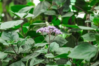 Bartlettina Sordida Ormanda tropik yeşil yapraklar