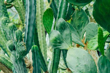 Çölde yakın plan Echinopsis Pachanoi bitkisi