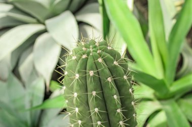 Kaktüs Ferocactus Pilosus çölde dikenlerle çevrili.