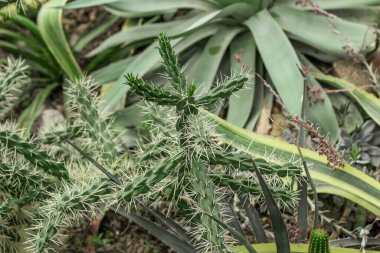 Phyllodium elegans çöle yakın çekim eker.