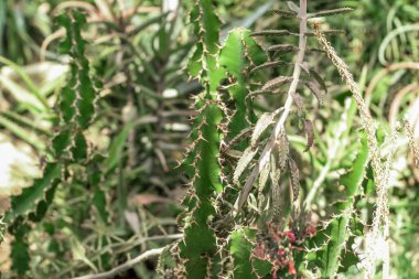 Kaktüs Ferocactus Pilosus çölde dikenlerle çevrili.