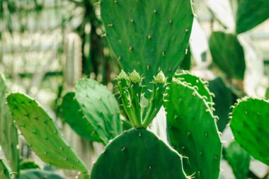 Çölde yakın plan Echinopsis Pachanoi bitkisi