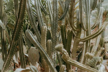 Kaktüs Ferocactus Pilosus çölde dikenlerle çevrili.