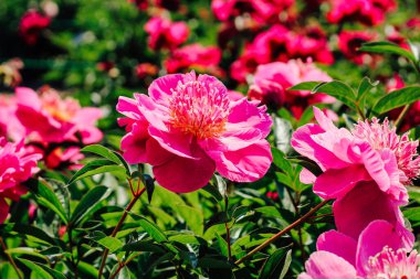 Bahçede pembe şakayıklar. Yakın plan.